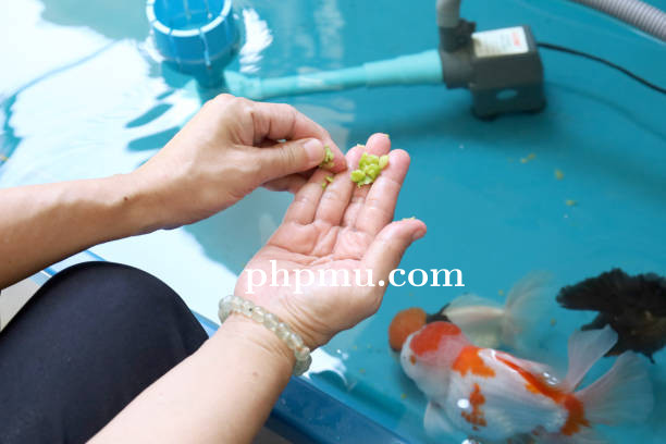 Penyebab Umum Masalah Kesehatan Ikan Hias Akibat Kualitas Air Buruk